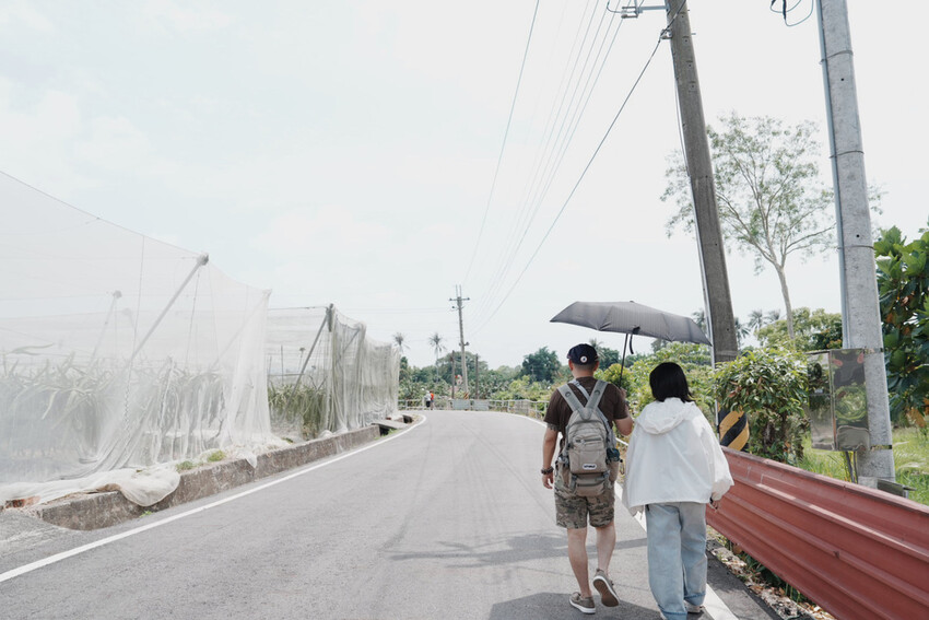 台南市玉井區花旗木盛開之美：台南玉井玥園思親步道，雙色花旗木浪漫登場！