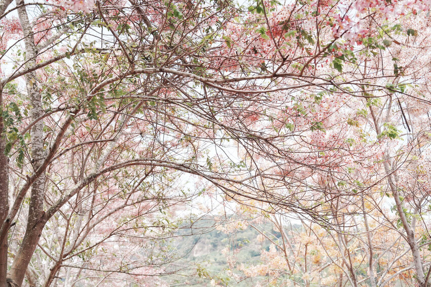 台南市玉井區花旗木盛開之美：台南玉井玥園思親步道，雙色花旗木浪漫登場！