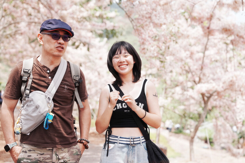 台南市玉井區花旗木盛開之美：台南玉井玥園思親步道，雙色花旗木浪漫登場！