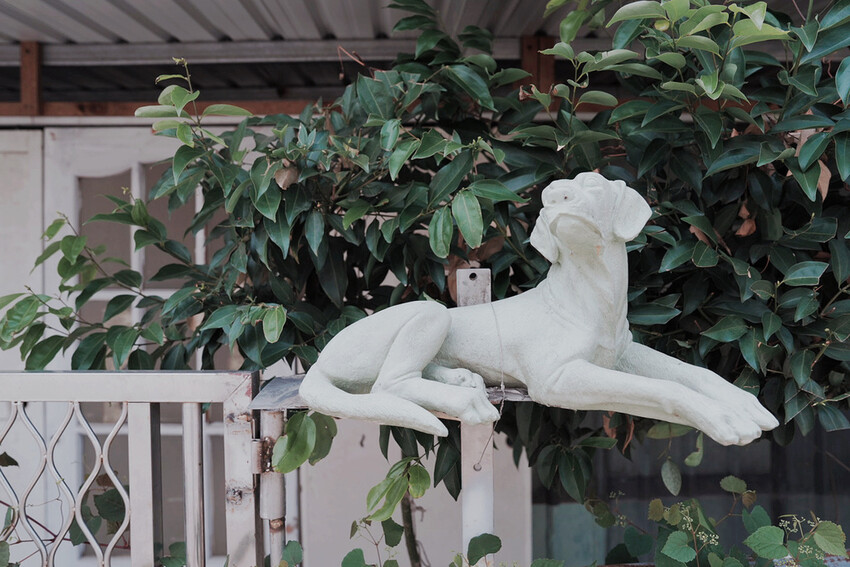 台南市玉井區花旗木盛開之美：台南玉井玥園思親步道，雙色花旗木浪漫登場！