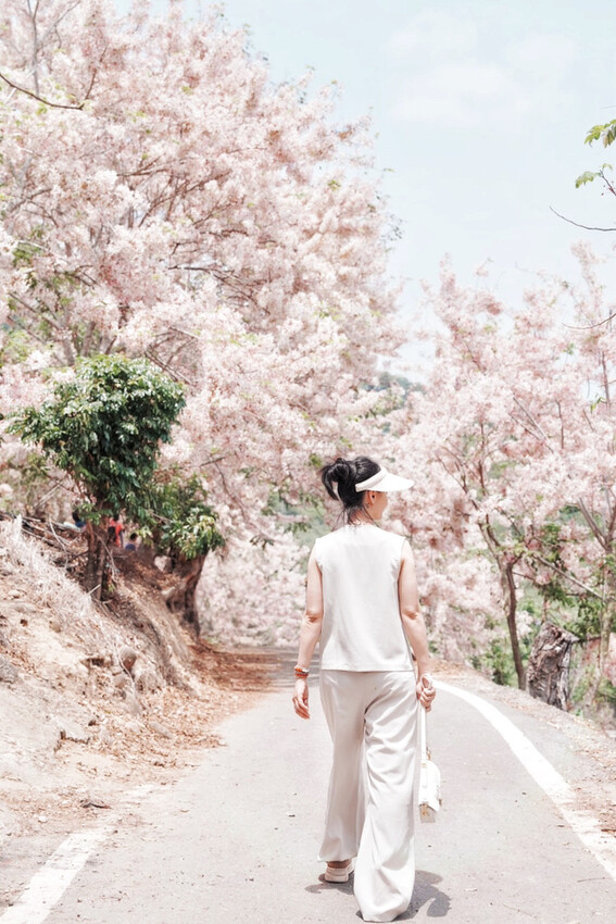 台南市玉井區花旗木盛開之美：台南玉井玥園思親步道，雙色花旗木浪漫登場！