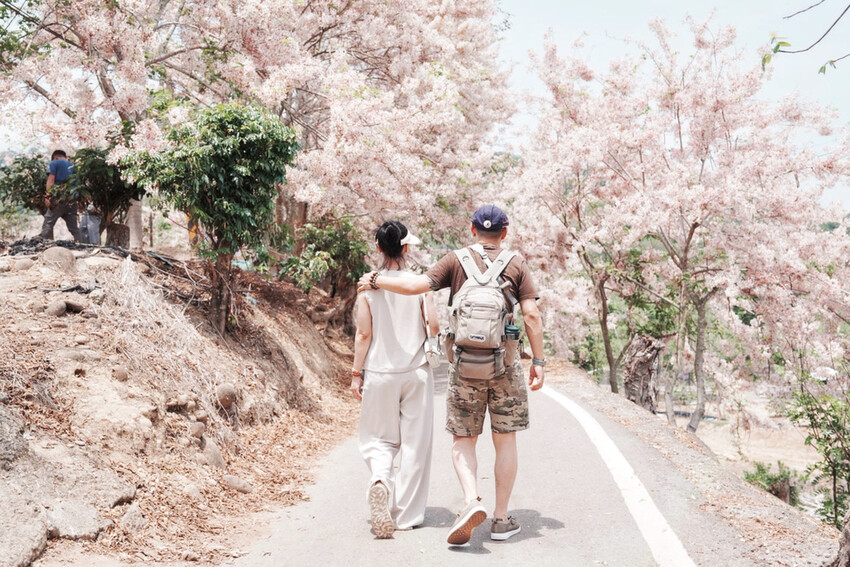 台南市玉井區花旗木盛開之美：台南玉井玥園思親步道，雙色花旗木浪漫登場！