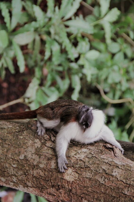 台北市文山區走一趟Taipei Zoo台北市立動物園,進入回春時光,必逛熱帶雨林館!
