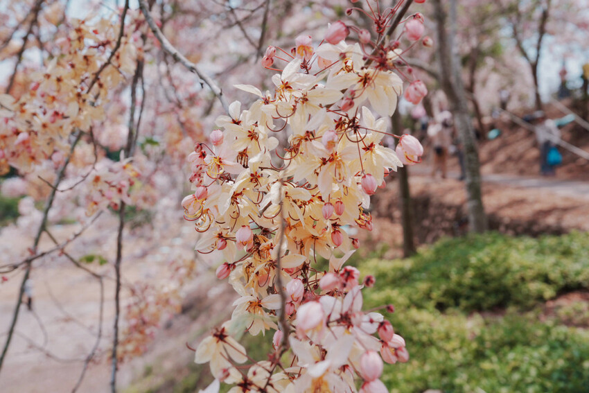 台南市玉井區花旗木盛開之美：台南玉井玥園思親步道，雙色花旗木浪漫登場！