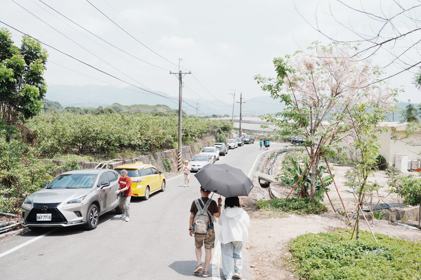 台南市玉井區花旗木盛開之美：台南玉井玥園思親步道，雙色花旗木浪漫登場！