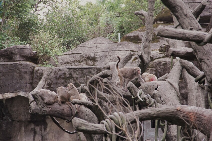 台北市文山區走一趟Taipei Zoo台北市立動物園,進入回春時光,必逛熱帶雨林館!