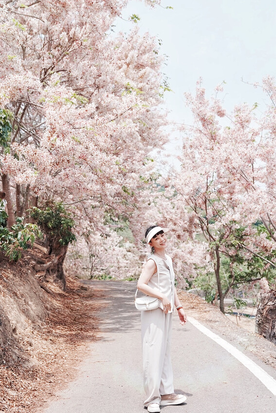 台南市玉井區花旗木盛開之美：台南玉井玥園思親步道，雙色花旗木浪漫登場！