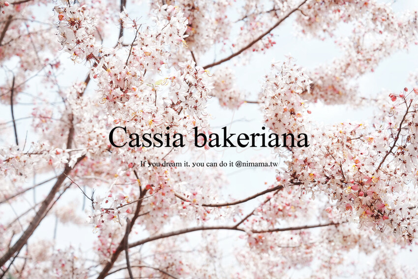 台南市玉井區花旗木盛開之美：台南玉井玥園思親步道，雙色花旗木浪漫登場！