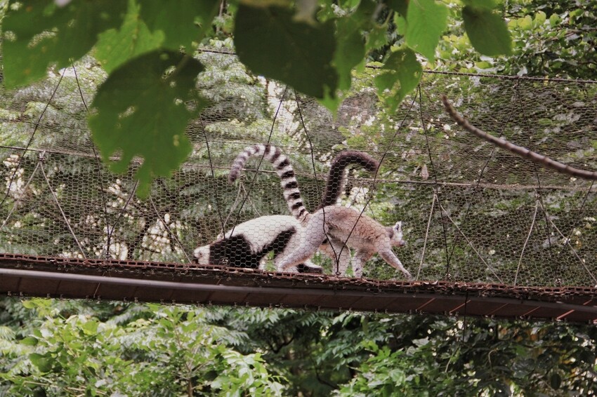 台北市文山區走一趟Taipei Zoo台北市立動物園,進入回春時光,必逛熱帶雨林館!