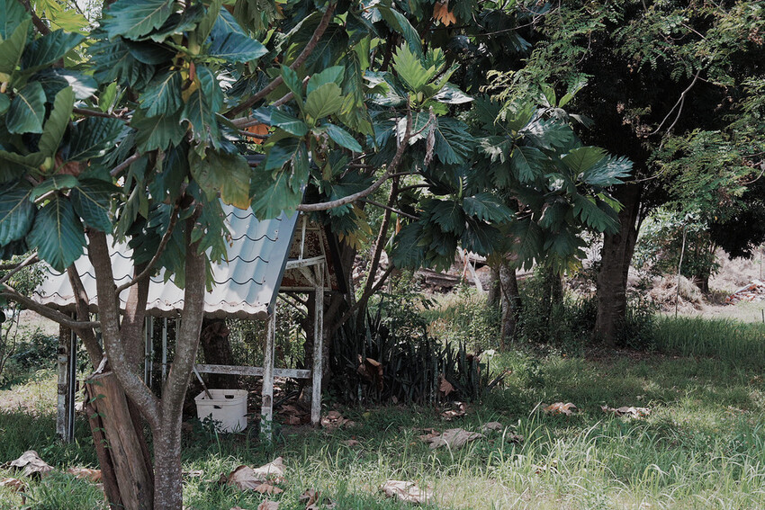 台南市玉井區花旗木盛開之美：台南玉井玥園思親步道，雙色花旗木浪漫登場！