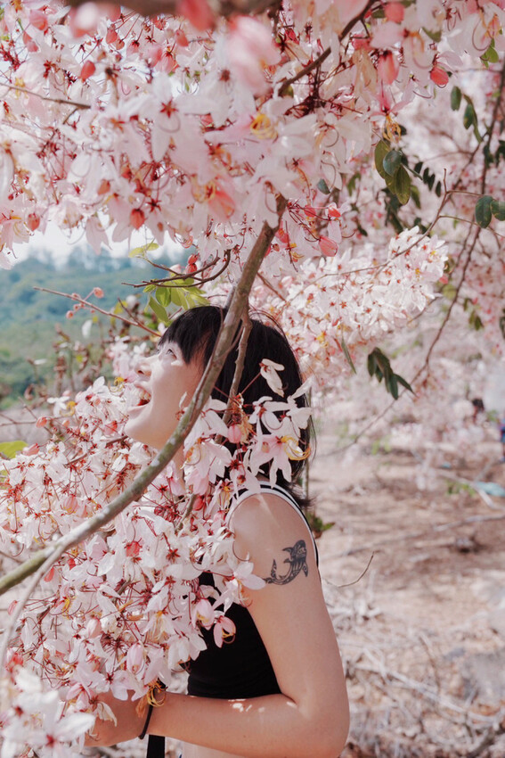 台南市玉井區花旗木盛開之美：台南玉井玥園思親步道，雙色花旗木浪漫登場！