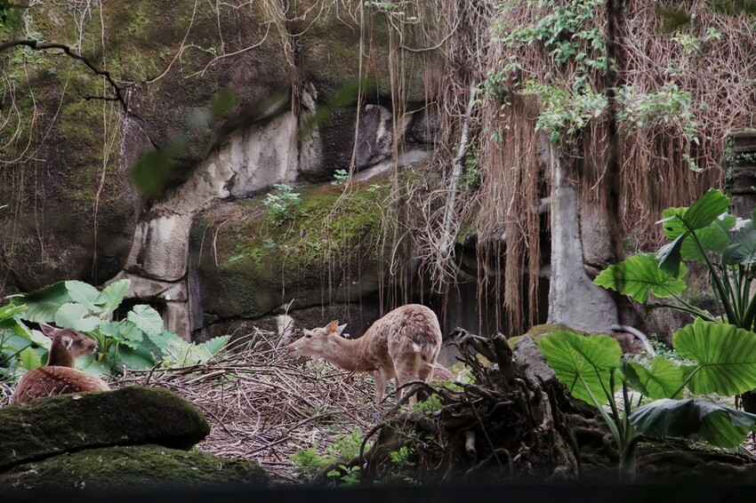 台北市文山區走一趟Taipei Zoo台北市立動物園,進入回春時光,必逛熱帶雨林館!