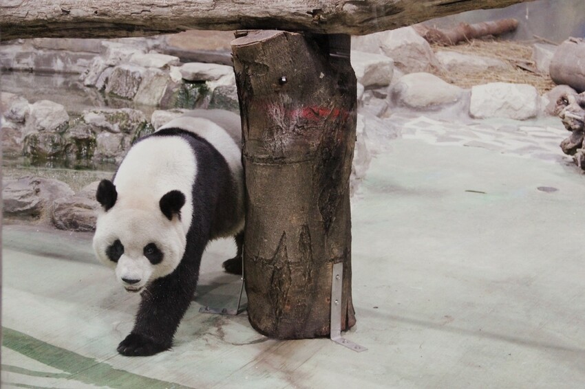 台北市文山區走一趟Taipei Zoo台北市立動物園,進入回春時光,必逛熱帶雨林館!