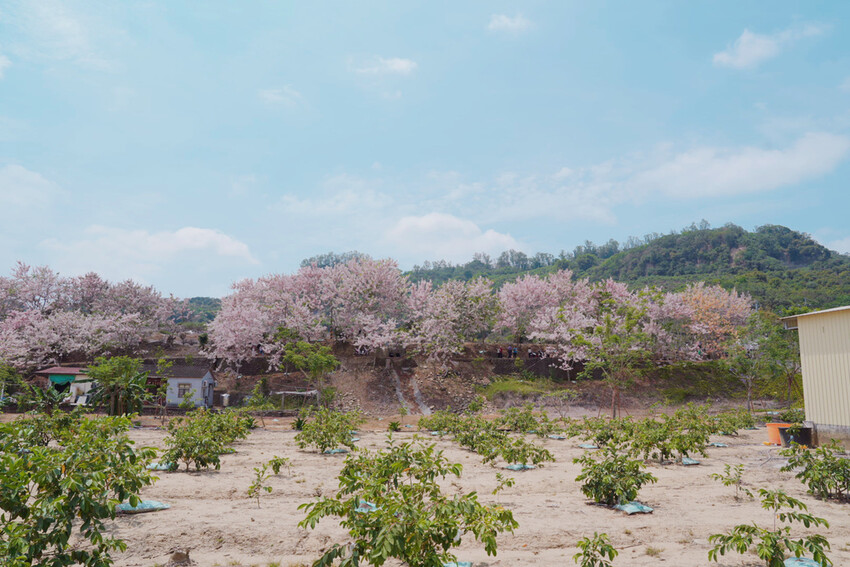 台南市玉井區花旗木盛開之美：台南玉井玥園思親步道，雙色花旗木浪漫登場！