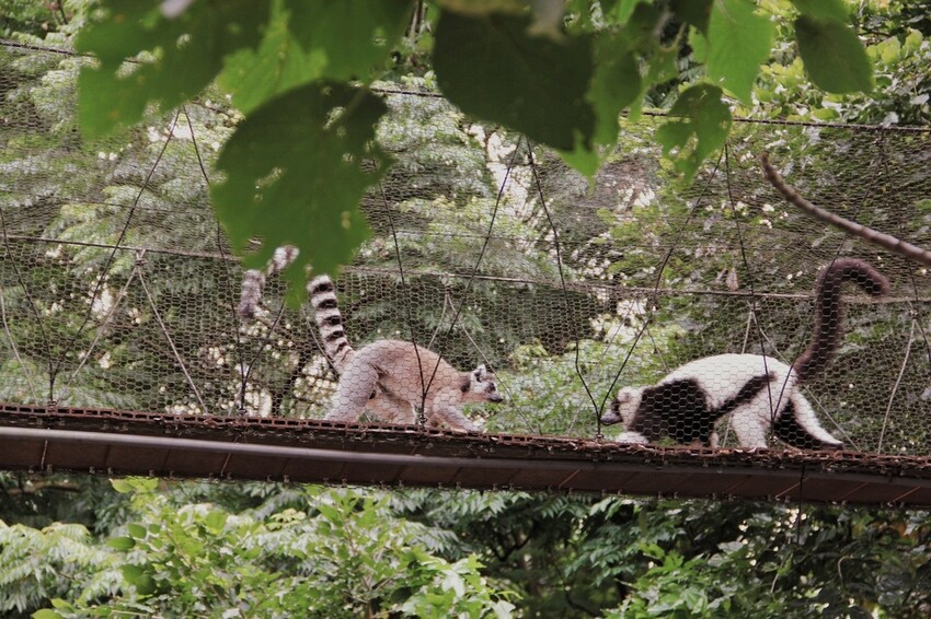 台北市文山區走一趟Taipei Zoo台北市立動物園,進入回春時光,必逛熱帶雨林館!
