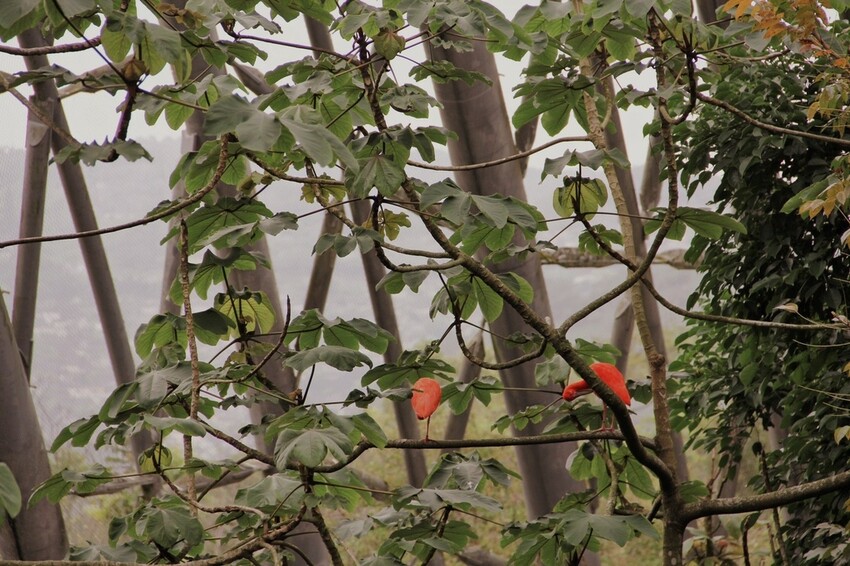 台北市文山區走一趟Taipei Zoo台北市立動物園,進入回春時光,必逛熱帶雨林館!