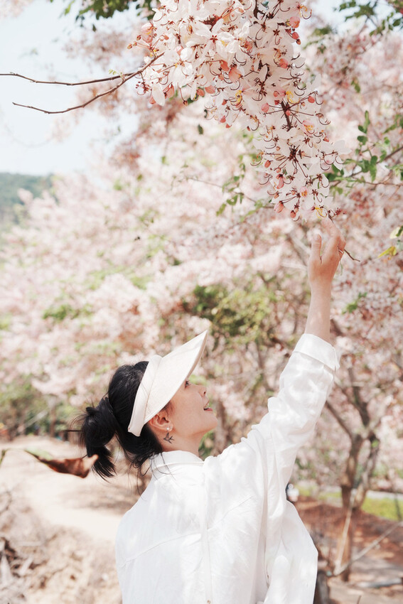 台南市玉井區花旗木盛開之美：台南玉井玥園思親步道，雙色花旗木浪漫登場！