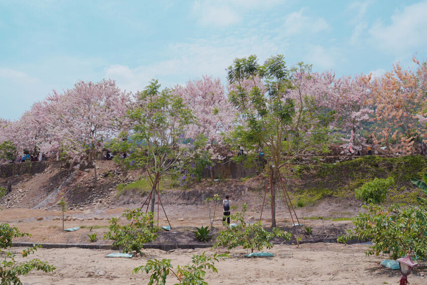 台南市玉井區花旗木盛開之美：台南玉井玥園思親步道，雙色花旗木浪漫登場！
