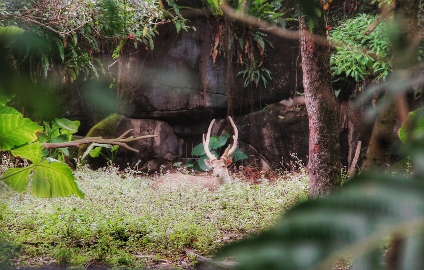 台北市文山區走一趟Taipei Zoo台北市立動物園,進入回春時光,必逛熱帶雨林館!