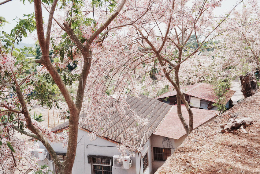 台南市玉井區花旗木盛開之美：台南玉井玥園思親步道，雙色花旗木浪漫登場！