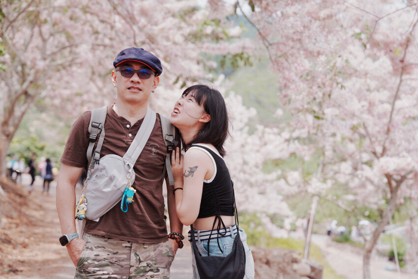 台南市玉井區花旗木盛開之美：台南玉井玥園思親步道，雙色花旗木浪漫登場！