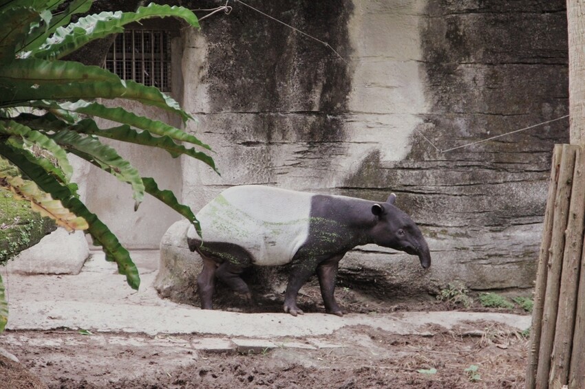 台北市文山區走一趟Taipei Zoo台北市立動物園,進入回春時光,必逛熱帶雨林館!