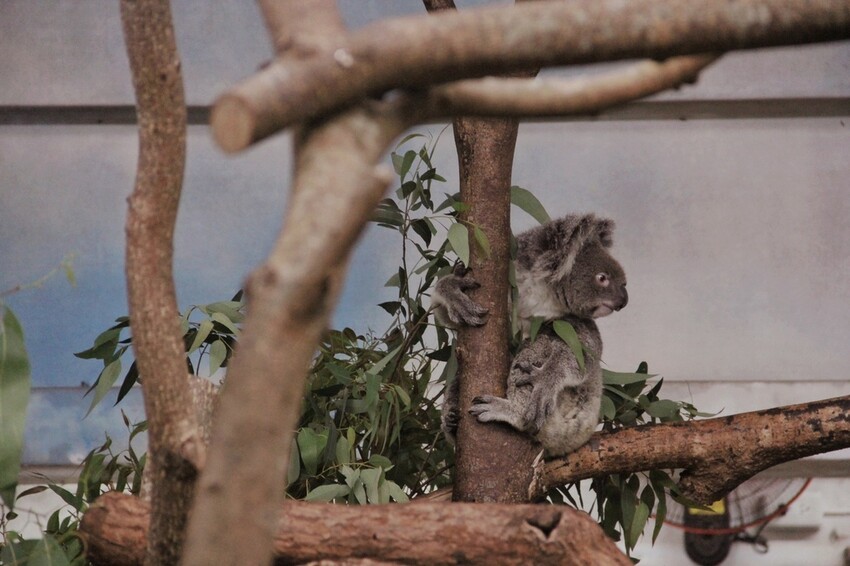 台北市文山區走一趟Taipei Zoo台北市立動物園,進入回春時光,必逛熱帶雨林館!