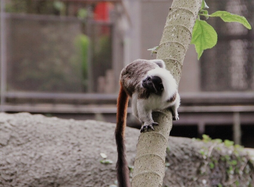 台北市文山區走一趟Taipei Zoo台北市立動物園,進入回春時光,必逛熱帶雨林館!