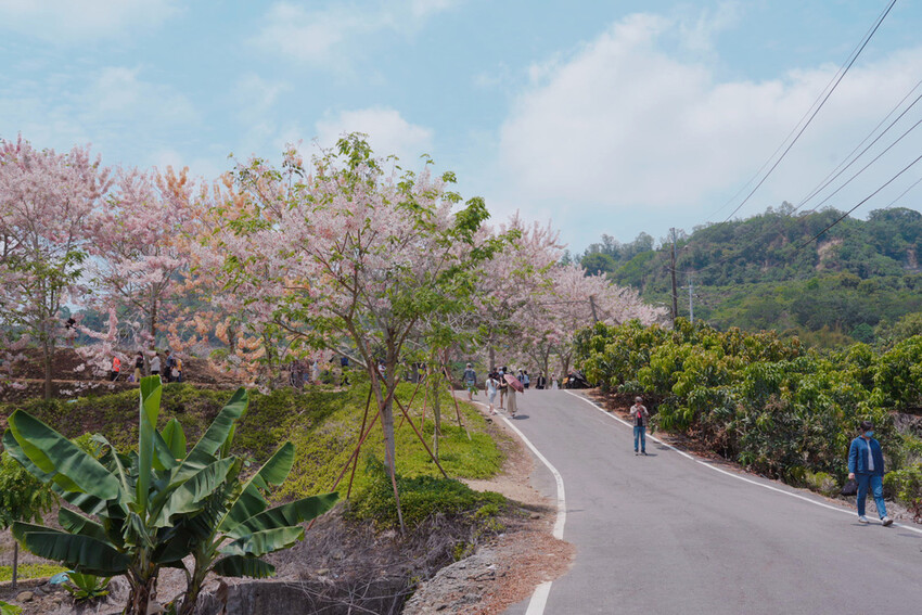 台南市玉井區花旗木盛開之美：台南玉井玥園思親步道，雙色花旗木浪漫登場！