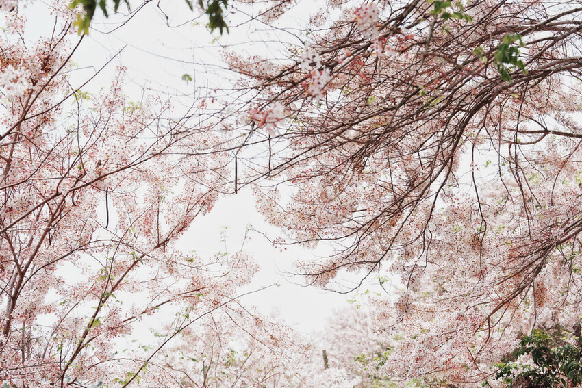台南市玉井區花旗木盛開之美：台南玉井玥園思親步道，雙色花旗木浪漫登場！
