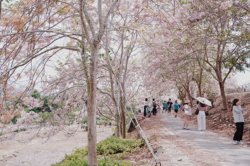 台南市玉井區花旗木盛開之美：台南玉井玥園思親步道，雙色花旗木浪漫登場！