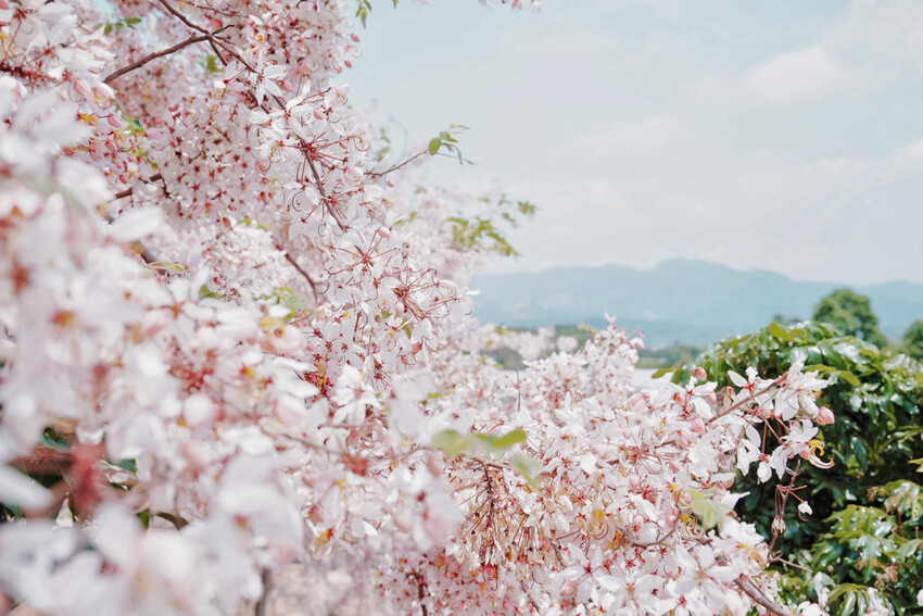 台南市玉井區花旗木盛開之美：台南玉井玥園思親步道，雙色花旗木浪漫登場！