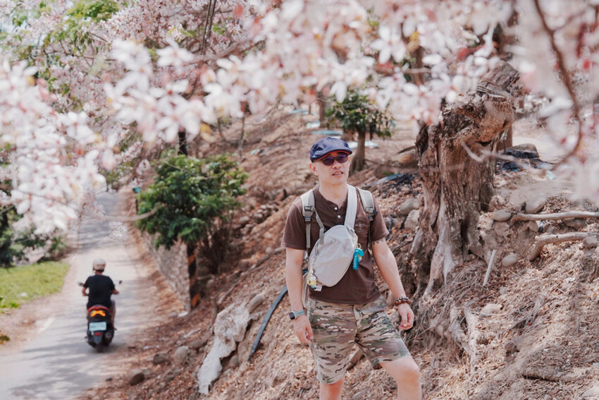 台南市玉井區花旗木盛開之美：台南玉井玥園思親步道，雙色花旗木浪漫登場！