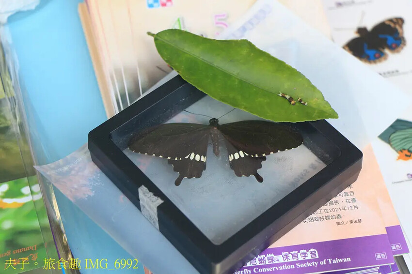 2025觀音觀鷹樂活行腳 觀音觀鷹 X 綠竹筍 X 絕美大地