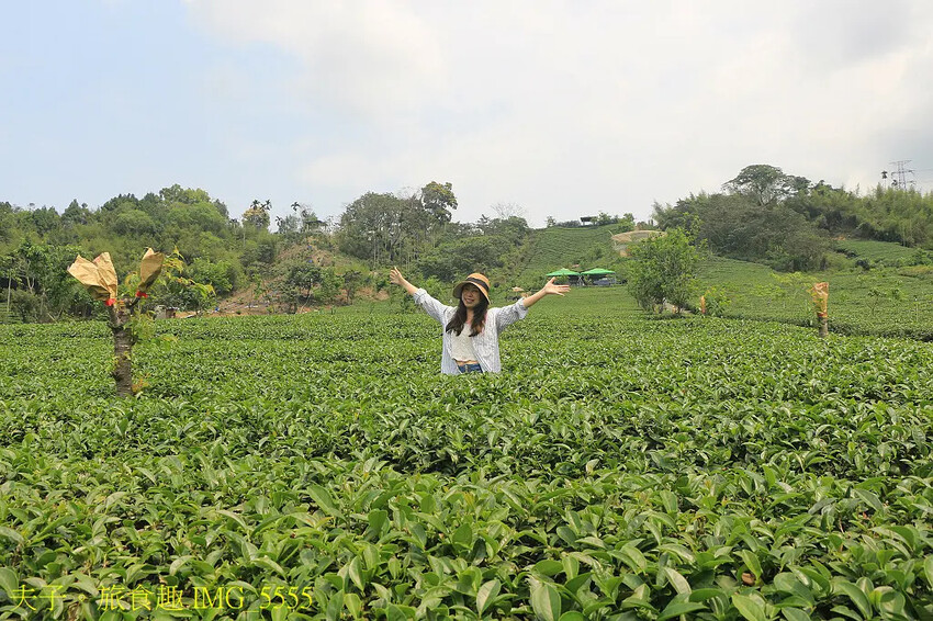 竹山山坪頂七星步道 南投觀光品茶新亮點 與茶園零距離的接觸 竹山山坪頂七星步道 南投觀光品茶新亮點 與茶園零距離的接觸