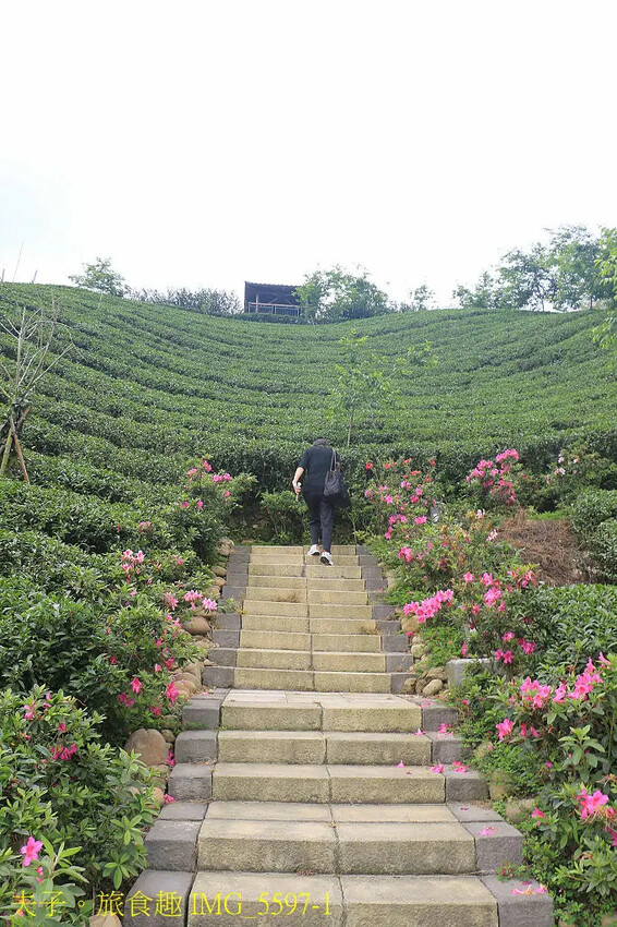 竹山山坪頂七星步道 南投觀光品茶新亮點 與茶園零距離的接觸 竹山山坪頂七星步道 南投觀光品茶新亮點 與茶園零距離的接觸