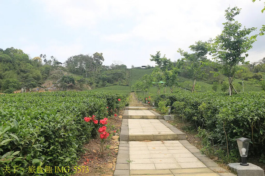 竹山山坪頂七星步道 南投觀光品茶新亮點 與茶園零距離的接觸 竹山山坪頂七星步道 南投觀光品茶新亮點 與茶園零距離的接觸