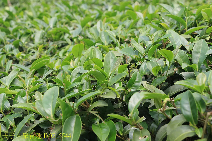 竹山山坪頂七星步道 南投觀光品茶新亮點 與茶園零距離的接觸 竹山山坪頂七星步道 南投觀光品茶新亮點 與茶園零距離的接觸