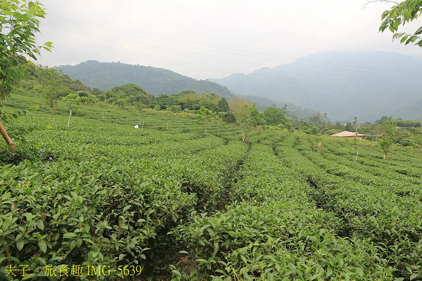 竹山山坪頂七星步道 南投觀光品茶新亮點 與茶園零距離的接觸 竹山山坪頂七星步道 南投觀光品茶新亮點 與茶園零距離的接觸