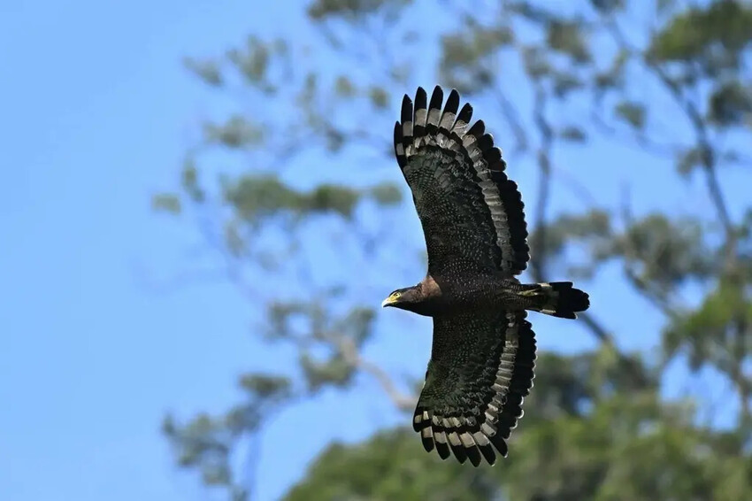 240277_0 台灣猛禽研究會.jpg