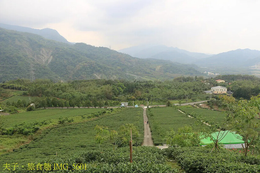 竹山山坪頂七星步道 南投觀光品茶新亮點 與茶園零距離的接觸 竹山山坪頂七星步道 南投觀光品茶新亮點 與茶園零距離的接觸