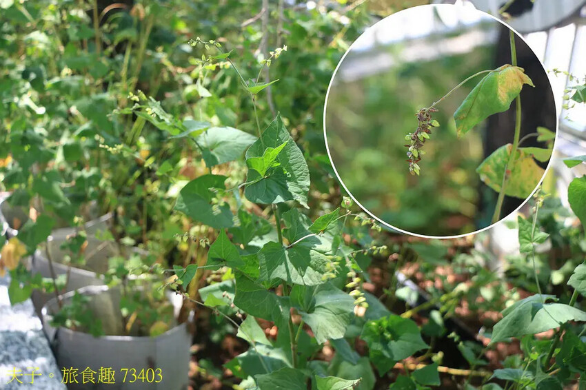 黃金蕎麥探索館 全台唯一以黃金蕎麥為主題的概念餐廳