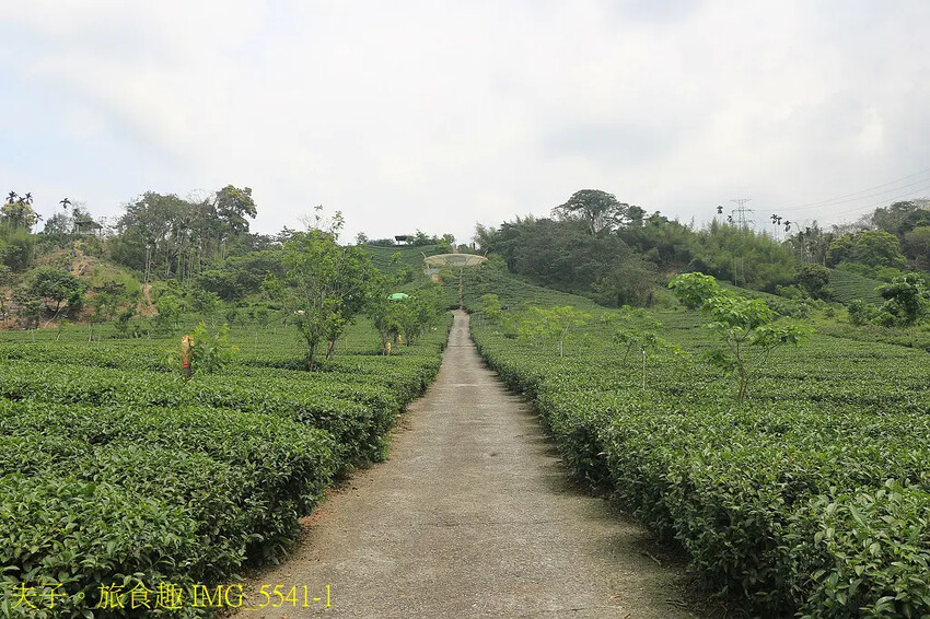 竹山山坪頂七星步道 南投觀光品茶新亮點 與茶園零距離的接觸 竹山山坪頂七星步道 南投觀光品茶新亮點 與茶園零距離的接觸