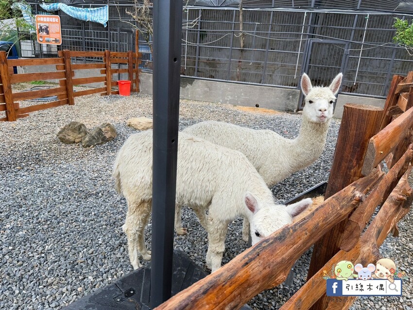 南投縣鹿谷鄉門票全額折抵玩樂免費送！《鹿芝谷生態景觀園區》5大親子亮點，全台少見的多種類萌寵天堂，還有多種DIY多肉遊戲區。水豚、黑鼻羊、梅花鹿、陸龜等。
