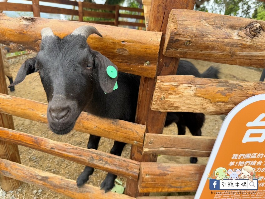 南投縣鹿谷鄉門票全額折抵玩樂免費送！《鹿芝谷生態景觀園區》5大親子亮點，全台少見的多種類萌寵天堂，還有多種DIY多肉遊戲區。水豚、黑鼻羊、梅花鹿、陸龜等。