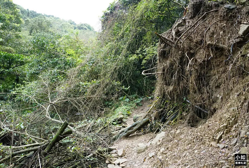 基隆市暖暖區【暖暖步道】基隆暖東峽谷步道,滑瀑,百年土地公,壯觀峽谷,免門票景點!