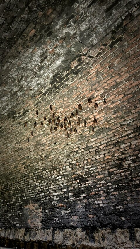 新北市雙溪區新北景點/三貂嶺生態友善隧道，內有蝙蝠棲息區，前往時記得先預約！