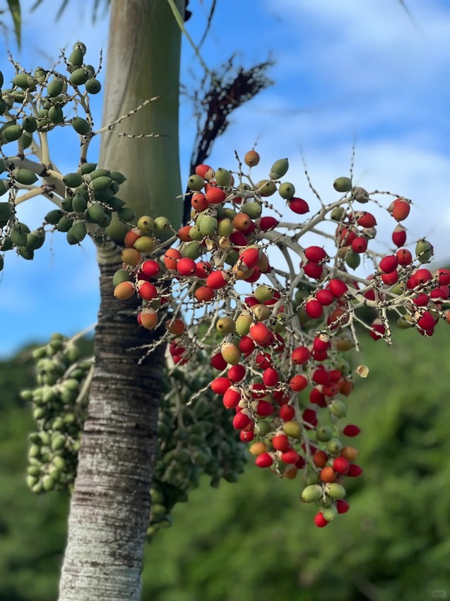 日本第一次來沖繩，新手去哪裡玩｜景點攻略、美食