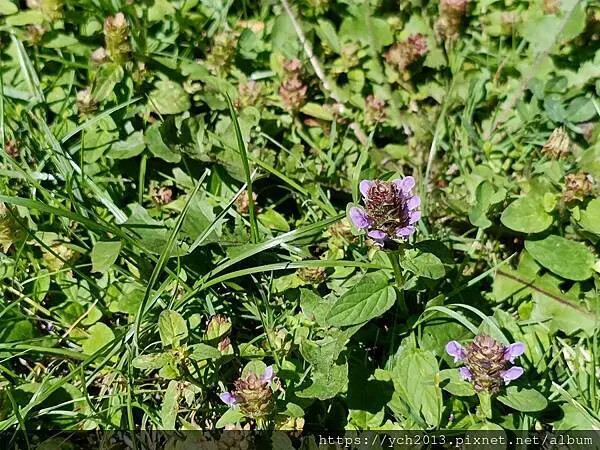 普雷穆爾防禦性教堂Fortified churdh of P