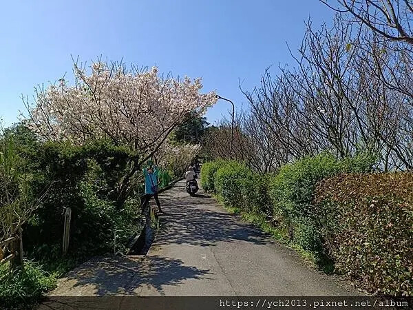台北市北投區北投陽明山東昇步道至風尾步道O型一圈賞墨染櫻與田裡大山櫻